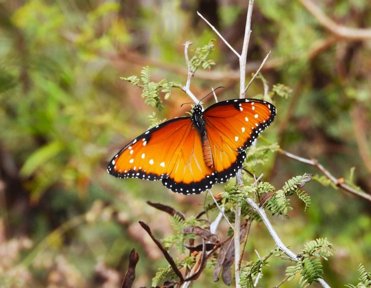 Las “falsas monarca”: otras mariposas suplantan su vuelo en el cielo de Monclova