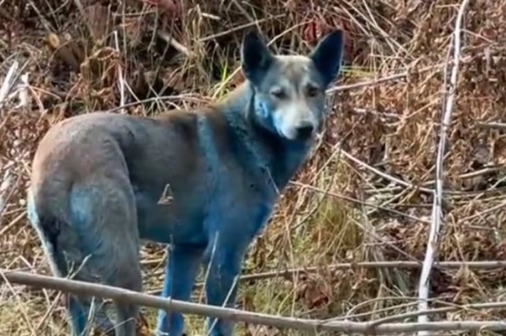 Descubren “perros azules” en Chernóbil tras 40 años del desastre