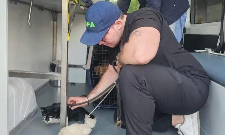 Rescatan a perros y gatos amarrados a un triciclo en Mérida