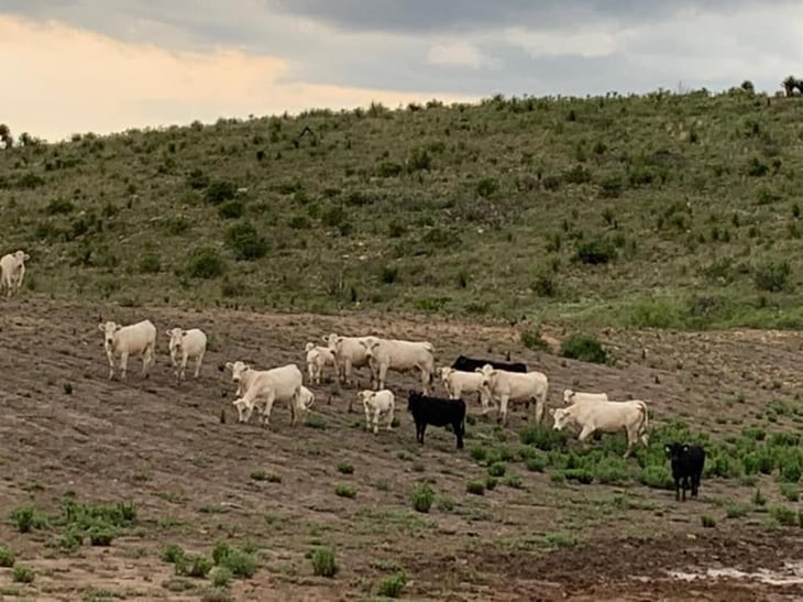 Coahuila refuerza vigilancia sanitaria para blindar su hato ganadero estatal