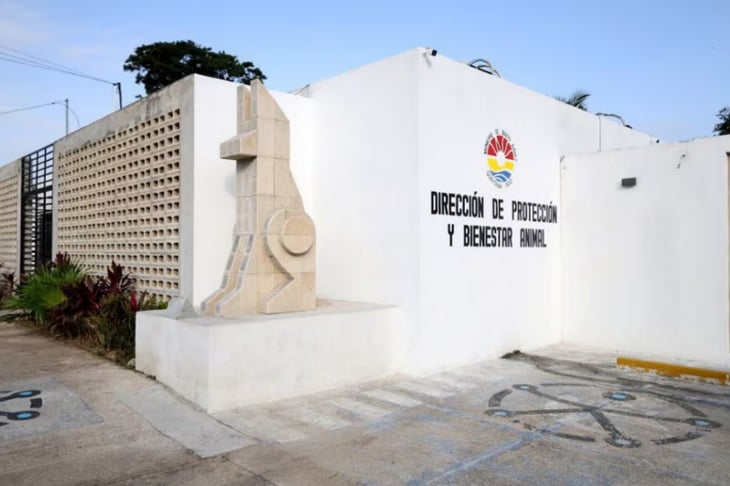 Piden al Senado frenar sacrificio ilegal de animales en Cancún