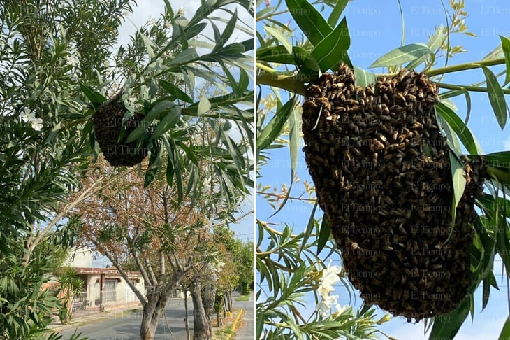 foto Alerta por enorme enjambre de abejas en Jardines del Valle de Monclova 