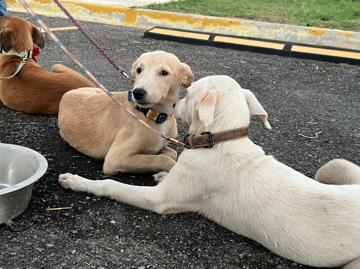 Monclova refuerza la lucha contra el maltrato animal con una reforma al reglamento