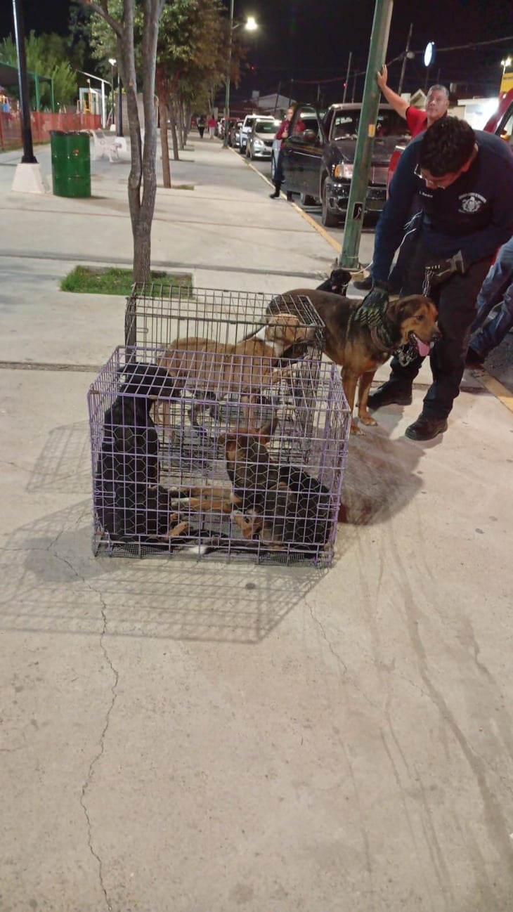 Bomberos refuerzan campaña de adopción rápida para rescatar perros en situación vulnerable