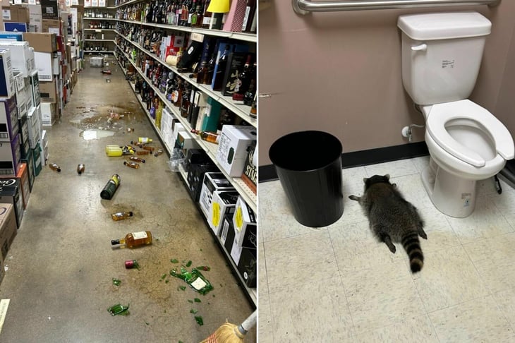 Mapache entra a vinatería en Virginia y termina desmayado tras beber whisky