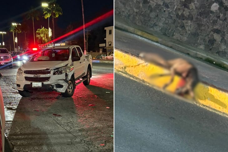 Perro provoca choque en plena lluvia y termina sin vida en el bulevar Pape