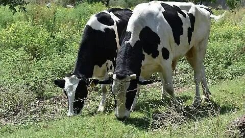 Ejidos de Monclova mantienen forraje disponible pese a bajas temperaturas: Fomento Agropecuario