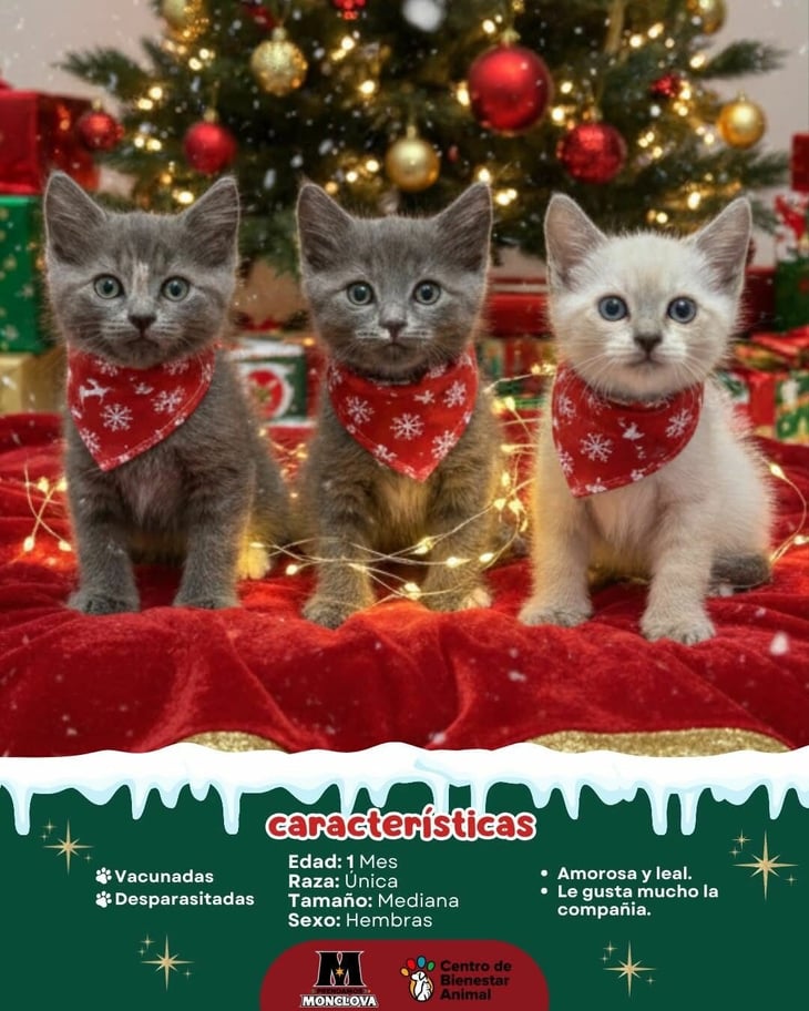 Pequeños milagros buscan un hogar en esta Navidad: gatitos del Centro del Bienestar Animal listos para ser adoptados