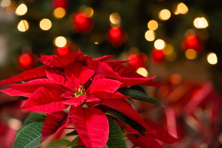 Origen y significado del Día Nacional de la Nochebuena celebrado cada 8 de diciembre