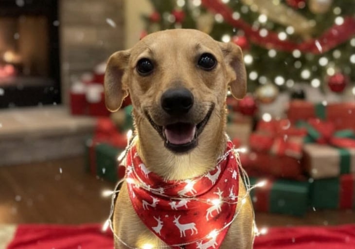 Miel busca un hogar lleno de cariño esta Navidad
