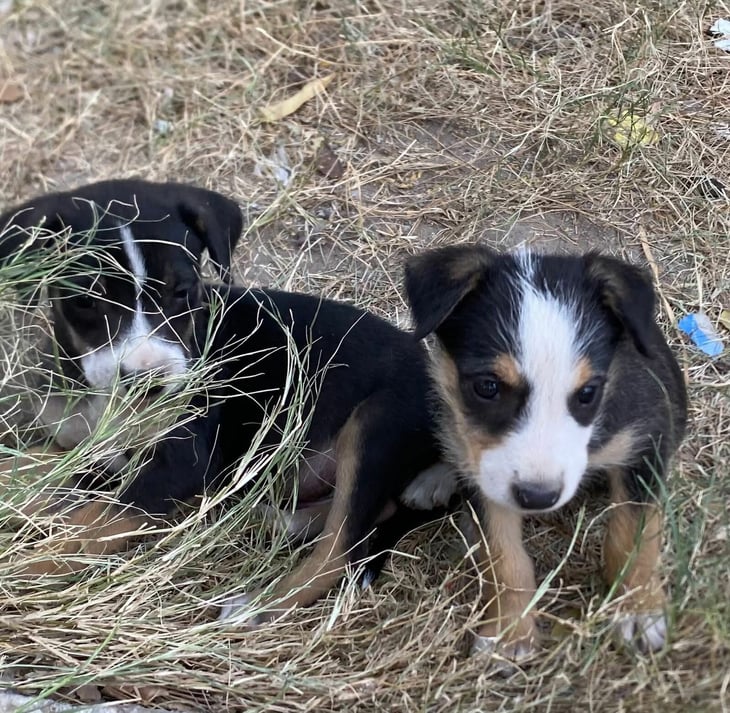 Centro de Bienestar Animal busca hogar para cachorros en resguardo temporal