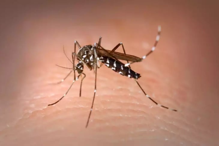 Reaparece chikungunya en Yucatán tras siete años sin casos