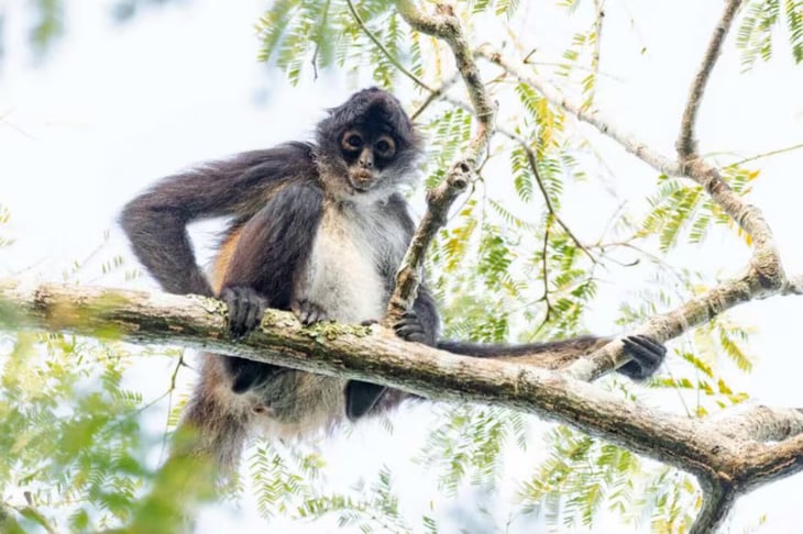 Tráfico ilegal de especies aumenta en diciembre, alerta la Profepa