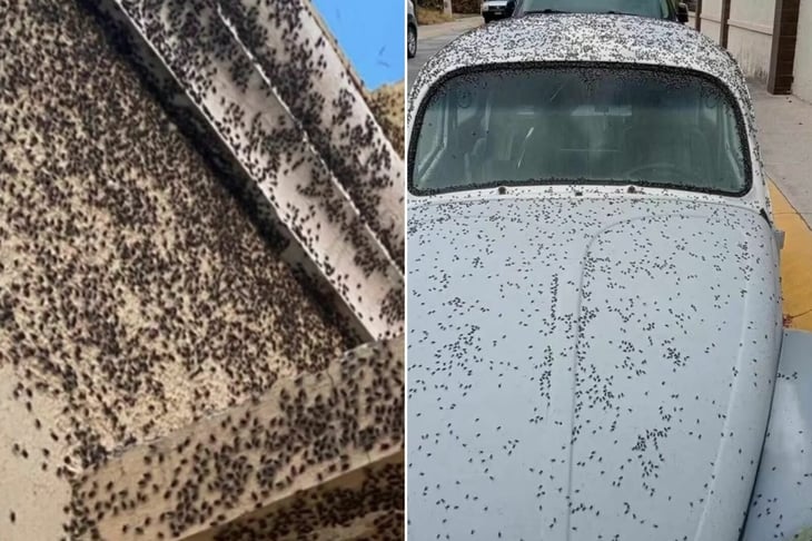 Plaga de moscas afecta distintos fraccionamientos de Tizayuca, Hidalgo