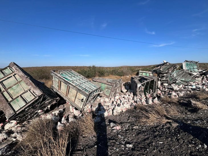 Tráiler que transportaba gallinas se vuelca en la carretera 57 