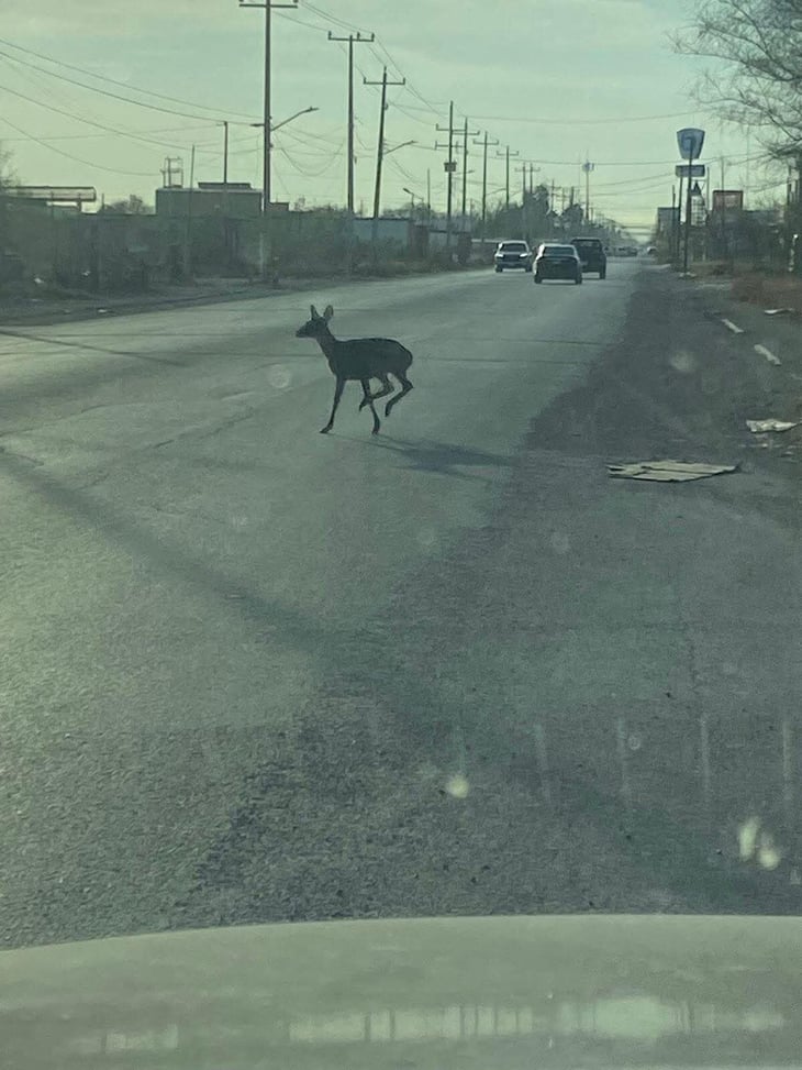Venado sorprende a vecinos en zona urbana de Sabinas