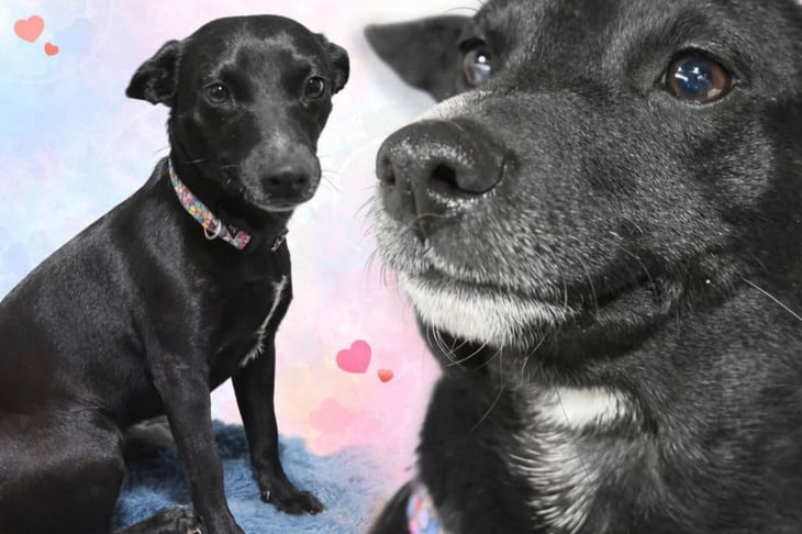 Centro de Bienestar Animal promueve la adopción responsable de Negris en Monclova