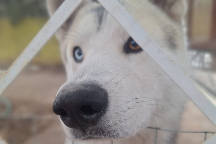 Buscan a Kenai, husky perdido que espera volver a casa