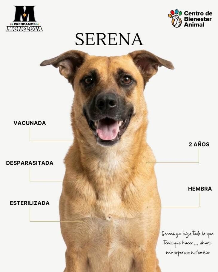 Serena espera un hogar lleno de cariño en Monclova