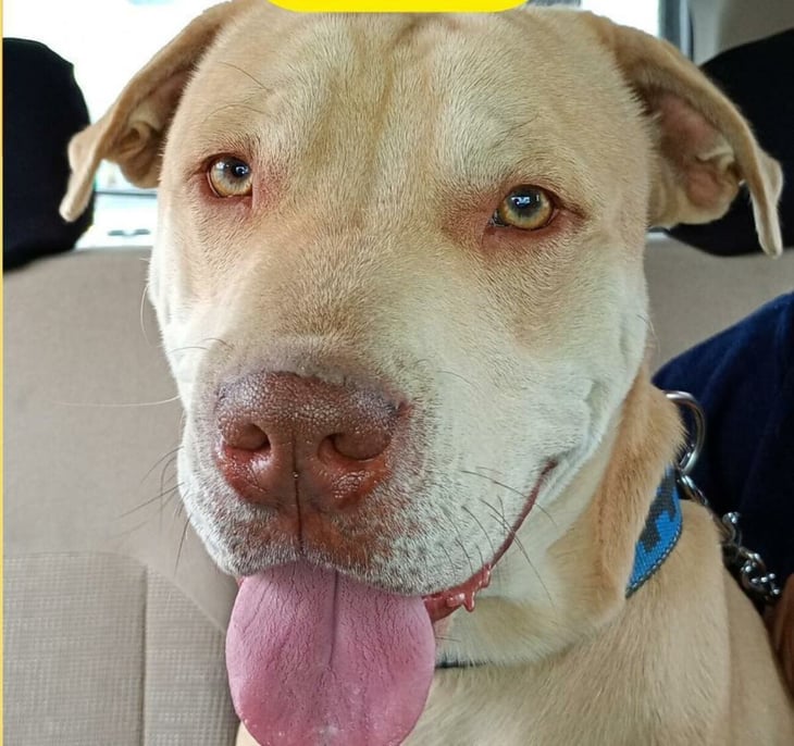 Familia busca a Spike perrito perdido en Monclova 