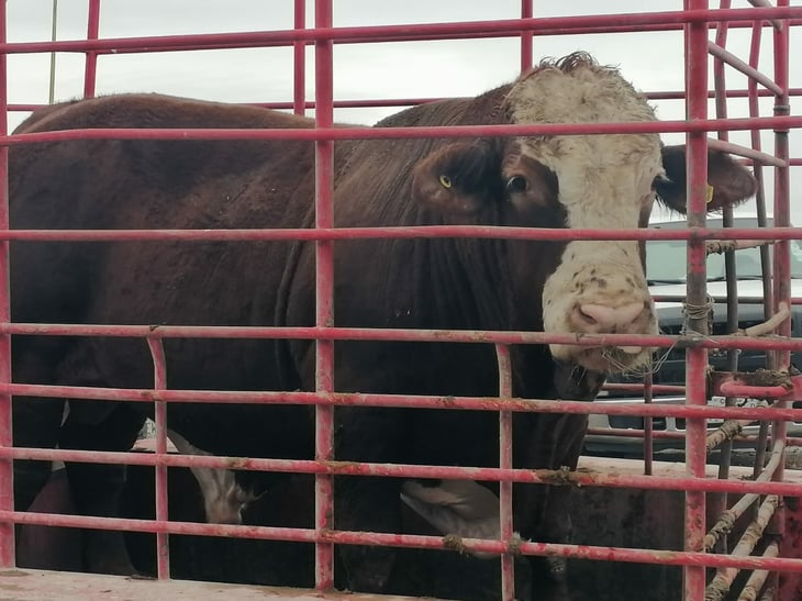 Ganaderos confían en que este año quede listo el rastro ante un año sin exportaciones por gusano barrenador