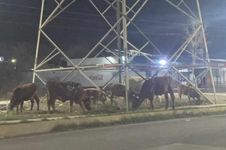 Ganado suelto pone en riesgo a automovilistas en la avenida Las Torres