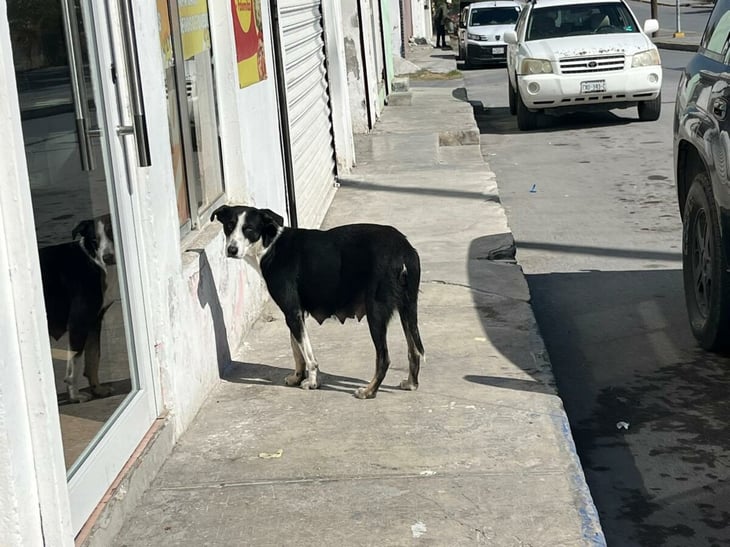 Protección animal ante el frío: prevención y atención en Monclova