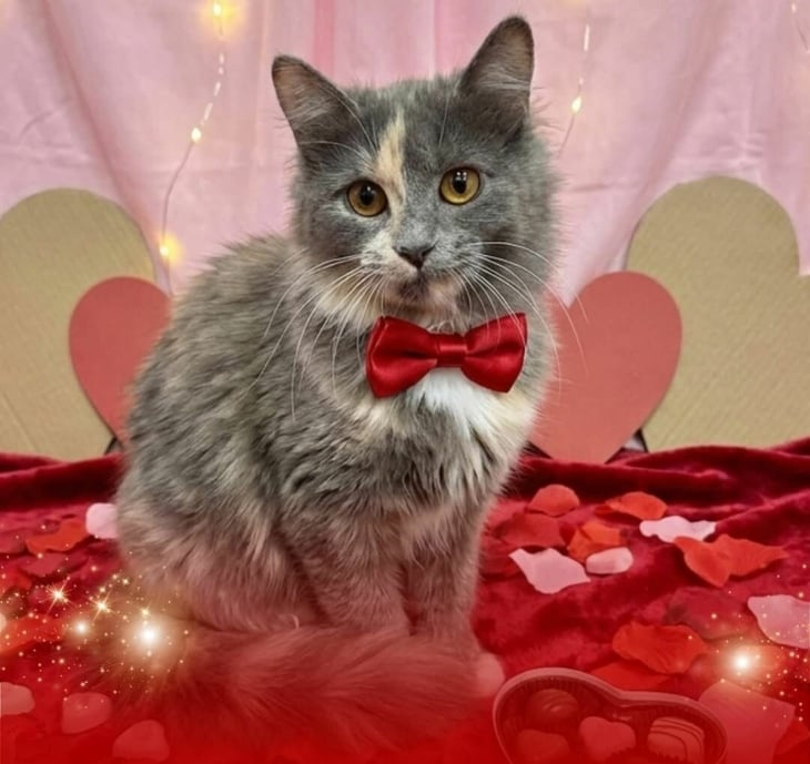 Adopción de gatitos, una oportunidad de amor y cuidado responsable