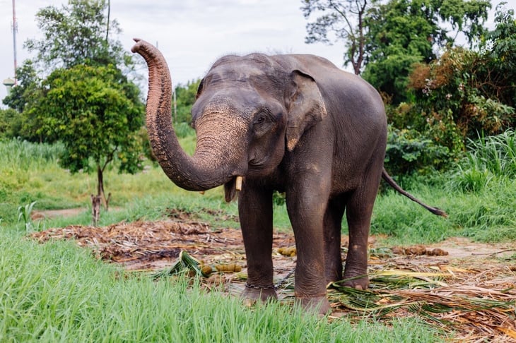 Elefante mata a turista en parque nacional de Tailandia