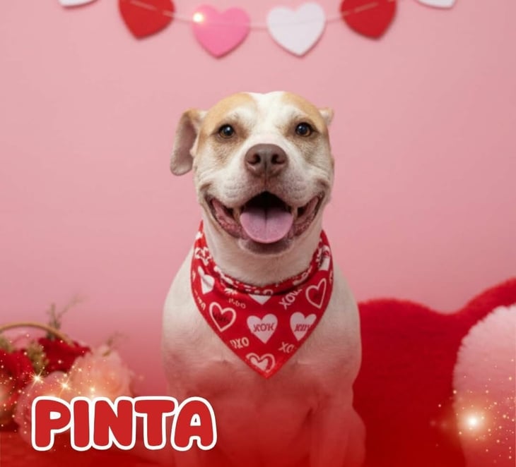 Pinta espera un hogar donde pueda ser ella misma