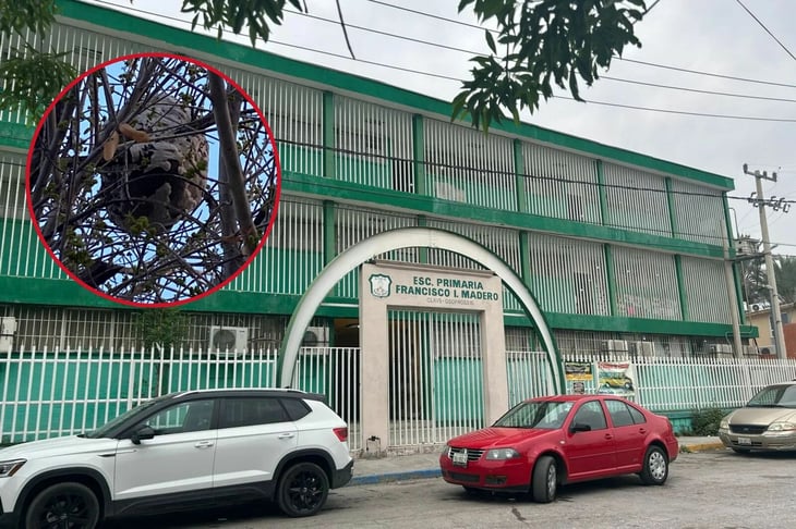 Panal de abejas preocupa frente a primaria Francisco I. Madero