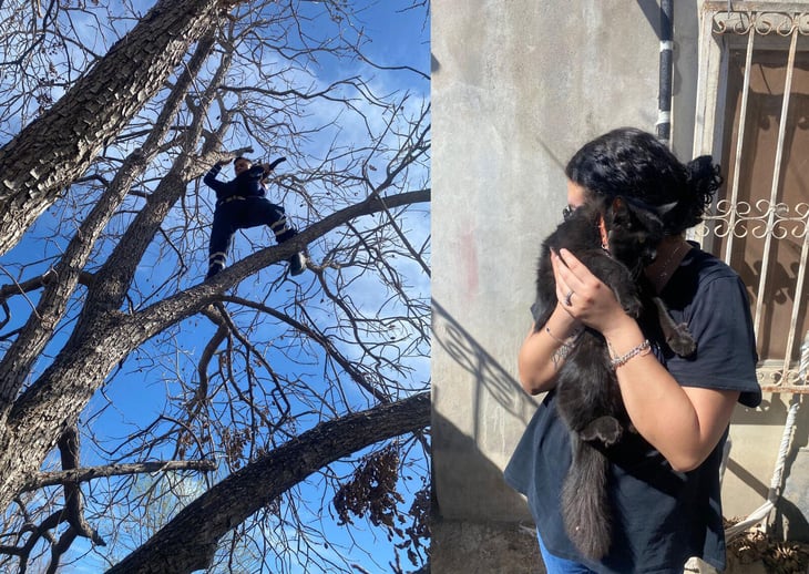 Bomberos de Sabinas rescataron con éxito un gatito atrapado en un árbol en la colonia Arboledas, demostrando rapidez y compromiso en emergencias locales.