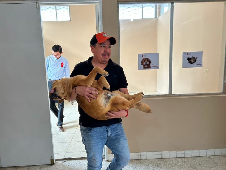 Esterilizan más de 50 mascotas en jornada gratuita sanitaria