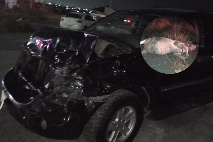 Vaca muere tras ser embestido por camioneta en Castaños