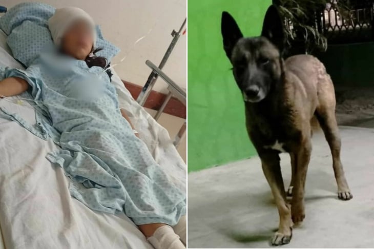 Pilo tendrá nuevo hogar; descartan sacrificarlo