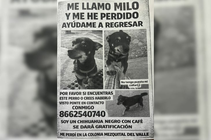 Buscan a Milo, chihuahua extraviado en la colonia Mezquital del Valle en Monclova