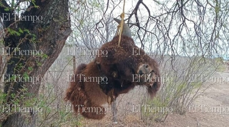 Misterioso hallazgo de cabeza de bisonte en brecha, causa inquietud entre pobladores