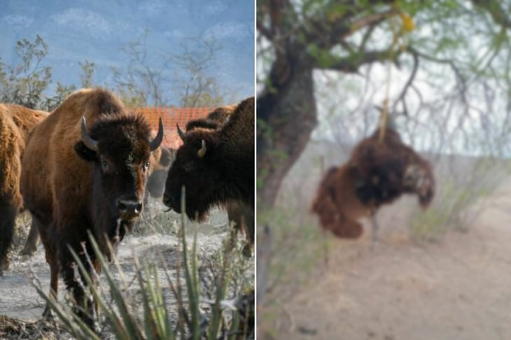 Niegan muerte de bisonte en Cuatro Ciénegas tras foto viral en redes
