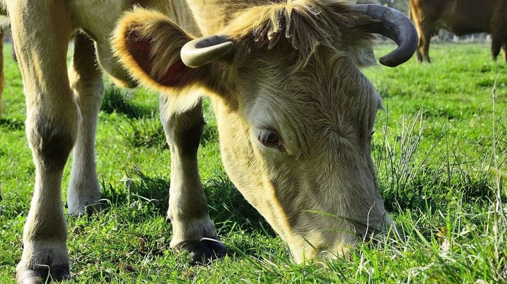 Estados Unidos propone nueva regla de etiquetado de carne en revisión del T-MEC