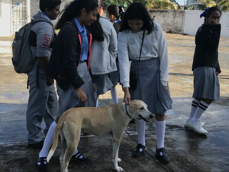 Piden evitar llevar perros a escuelas por rickettsia
