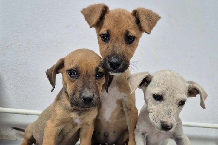 Salud Municipal anuncia brigadas de atención animal en colonias de Monclova