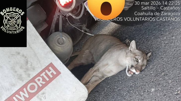 Trailero salva puma herido tras atropello en La Muralla