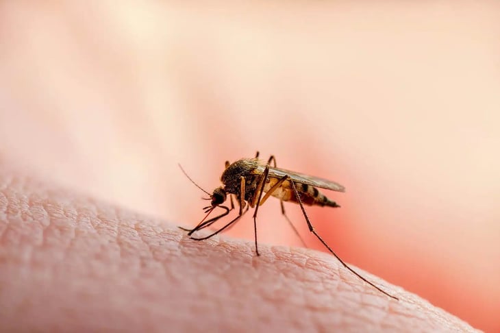 Día Mundial de la Malaria: México registra 8 casos en lo que va de 2026