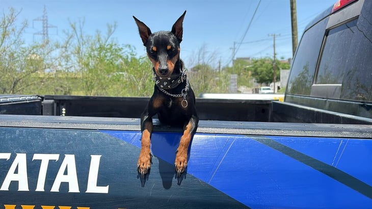 Con apenas ocho meses, una valiente canina apoya labores policiales y conquista corazones ciudadanos  A sus apenas ocho meses de edad, Andara ya se perfila