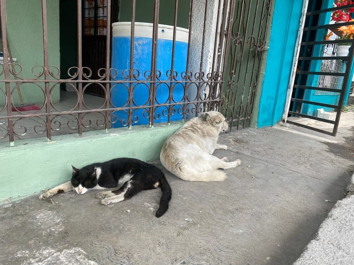 Rickettsia deja cinco muertes en Coahuila