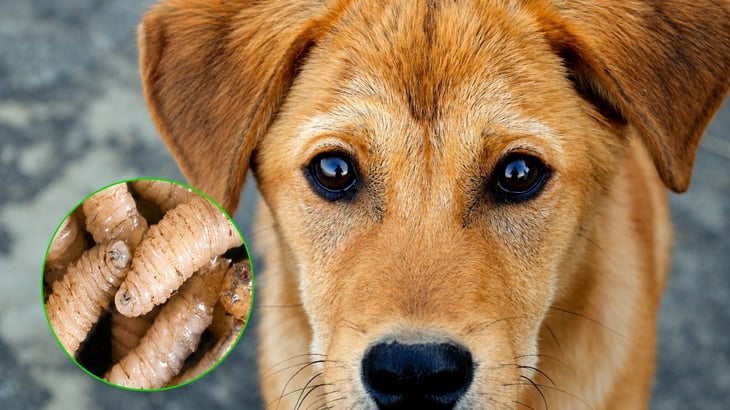 Alerta en Coahuila: detectan casos de gusano barrenador en perros