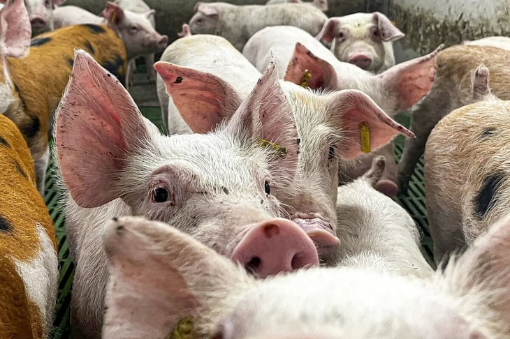 México suspende importación de cerdos desde Estados Unidos