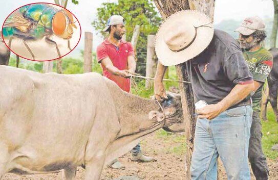Gusano barrenador tardará por lo menos 10 años en erradicarse