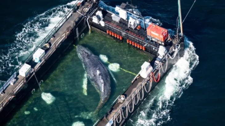 Hallan muerta a Timmy, la ballena rescatada en Europa