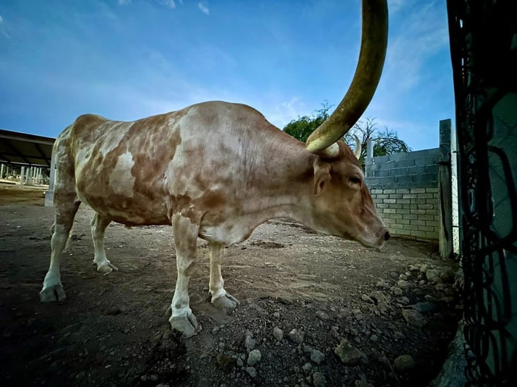 Gobierno de Monclova aclara hallazgo de restos óseos en Ecoparque y asegura atención permanente a fauna